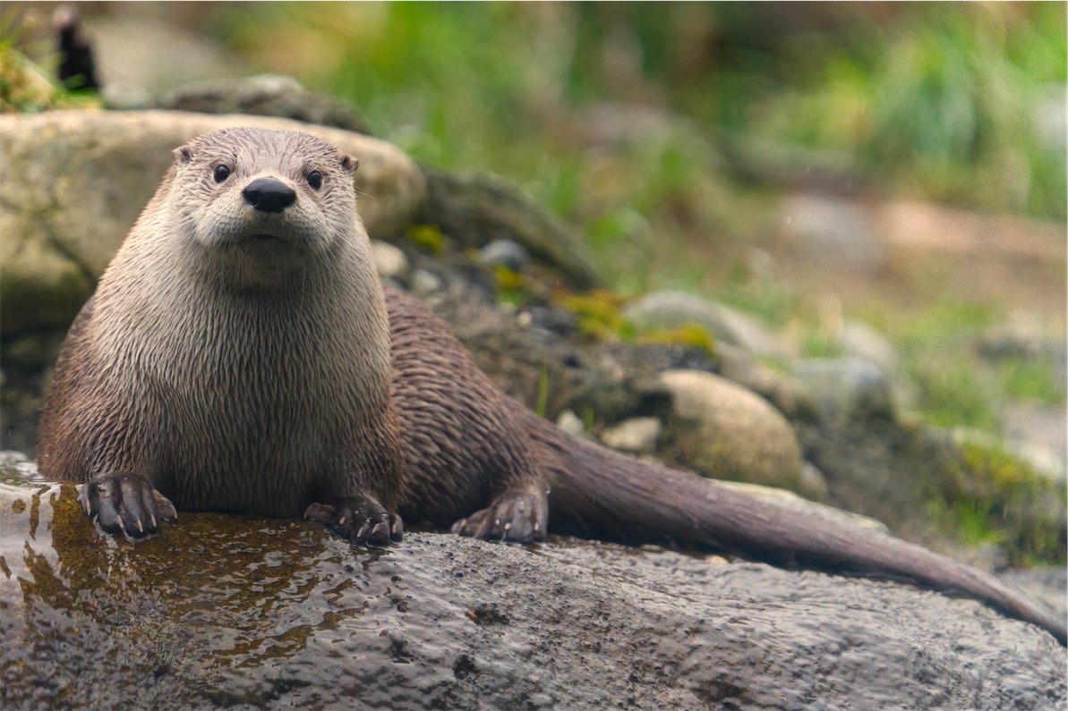 Otter 2 0308